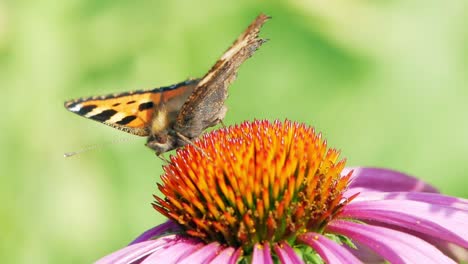 Small-tortoiseshell-butterfly-sits-on-purple-cone-flower-and-eats-pollen,-pollinating-it