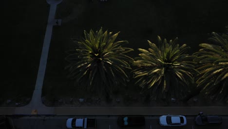 Drone-shot-of-multiple-palm-trees-panning-left-during-golden-sunset-hour-in-Los-Angeles,-California-park-picnic-area,-sidewalk,-and-vehicles-in-parking-lot