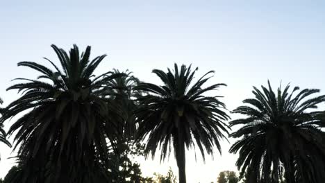 Drohnenaufnahme-Von-Mehreren-Palmen,-Die-Während-Der-Goldenen-Sonnenuntergangsstunde-Mit-Klarem-Blauem-Himmel-Oben-In-Los-Angeles,-Kalifornien,-Von-Unten-Nach-Rechts-Schwenken