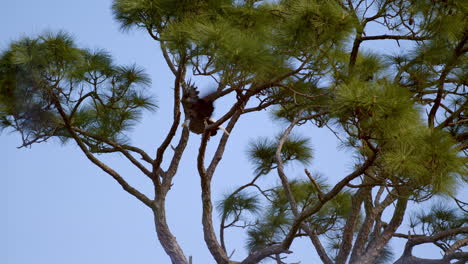 Un-águila-Calva-Americana-Aterriza-En-Un-árbol