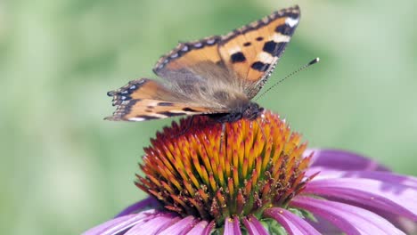 Small-tortoiseshell-butterfly-sits-on-purple-cone-flower-and-pollinates-it