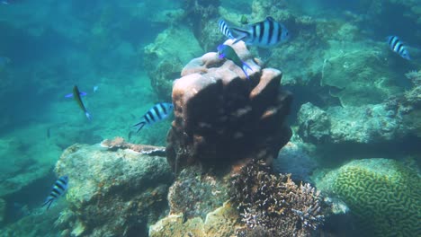 Una-Hermosa-Escena-En-Cámara-Lenta-Bajo-El-Agua-En-Un-Arrecife-De-Coral-En-La-Isla-Perhentian-En-Malasia-Con-Peces-Nadando-Más-Allá-De-La-Cámara