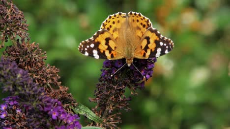 Kleiner-Schildpatt-Schmetterling-Sitzt-Auf-Purpurroter-Kegelblume-Und-Fliegt-Davon