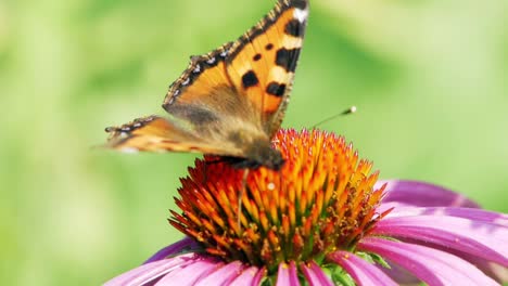 Kleiner-Schildpatt-Schmetterling-Sitzt-Auf-Purpursonnenhut,-Frisst-Pollen-Und-Bestäubt-Ihn