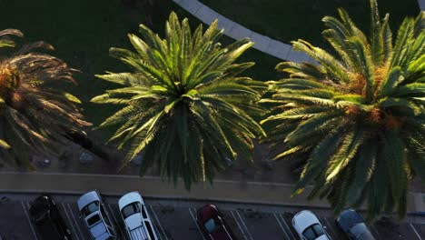 Drohnenaufnahme-Von-Oben-Nach-Unten-Auf-Mehrere-Palmen-Und-Ein-Grundstück-Mit-Geparkten-Autos,-Die-Während-Der-Goldenen-Sonnenuntergangsstunde-In-Los-Angeles,-Kalifornien,-Nach-Links-Schwenken