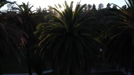 Drohnenaufnahme-Von-Palmen,-Die-Sich-Während-Der-Goldenen-Sonnenuntergangsstunde-Mit-Sonneneruption-Und-Klarem-Blauem-Himmel-In-Los-Angeles,-Kalifornien-Park-Mit-Picknickplatz,-Schwenken