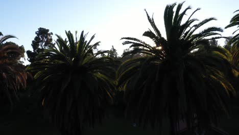 Drohnenaufnahme-Von-Mehreren-Palmen,-Die-Während-Der-Goldenen-Sonnenuntergangsstunde-Direkt-Schwenken,-Wobei-Die-Sonne-Durch-Palmen-Und-Den-Klaren-Blauen-Himmel-In-Los-Angeles,-Kalifornien,-Park-Mit-Blick-Auf-Das-Picknickgebäude-Späht