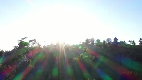 Drohnenaufnahme-Der-Goldenen-Sonnenuntergangsstunde-Mit-Sonnenaufflackern-Und-Klarem-Blauem-Himmel,-Der-In-Palmen-In-Los-Angeles,-Kalifornien-Park,-Hinunterschwenkt