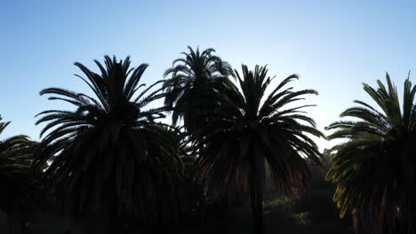 Drohnenaufnahme-Einer-Großen-Palme,-Die-Während-Der-Goldenen-Sonnenuntergangsstunde-Nach-Links-Schwenkt,-Wobei-Die-Sonne-Durch-Die-Palme-Und-Den-Klaren-Blauen-Himmel-In-Los-Angeles,-Kalifornien-Park,-Späht
