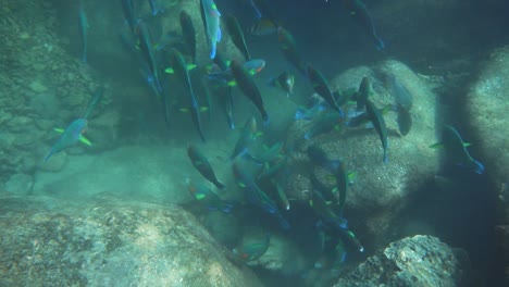 A-beautiful-slow-motion-under-water-scene-at-a-coral-reef-at-Perhentian-Island-in-Malaysia-with-fish-swimming-past-the-camera