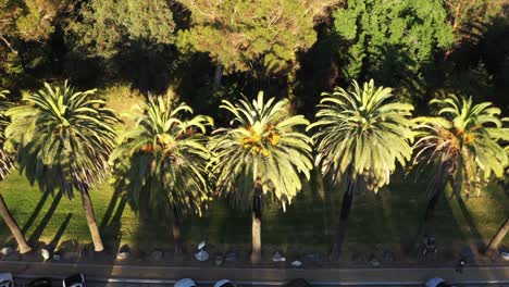 Drone-shot-top-down-view-tilting-down-of-multiple-palm-trees-and-parking-lot-during-golden-sunset-hour-in-Los-Angeles,-California-park