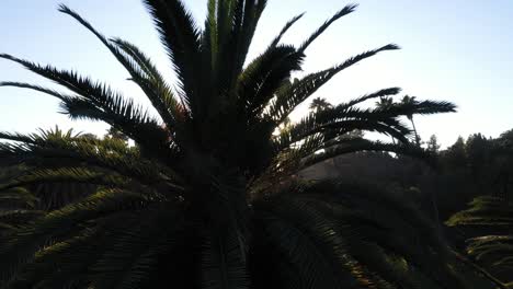 Drohnenaufnahme-Einer-Großen-Palme,-Die-Während-Der-Goldenen-Sonnenuntergangsstunde-Nach-Unten-Schwenkt,-Wobei-Die-Sonne-Durch-Die-Palme-Späht-Und-Der-Klare-Blaue-Himmel-In-Los-Angeles,-Kalifornien,-Park