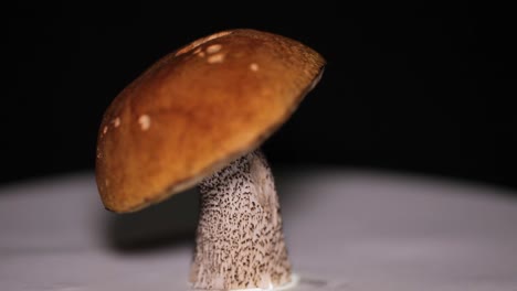 Wild-mushroom,-Orange-Birch-Bolete