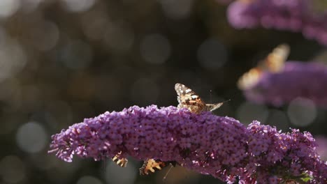 Schmetterling-Landet-Auf-Rosa-Blume-Und-Fliegt-An-Einem-Sonnigen-Tag-Auf-Einer-Anderen-Blume