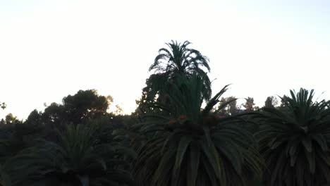 Drohnenaufnahme-Mit-Sonneneruption-Mehrerer-Palmen,-Die-Während-Der-Goldenen-Sonnenuntergangsstunde-Mit-Klarem-Blauem-Himmel-In-Los-Angeles,-Kalifornien,-Herunterschwenken