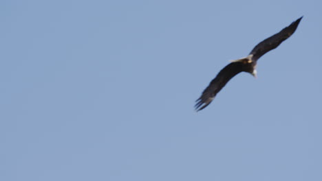 An-American-Bald-Eagle-flies-isolated-in-a-bright-blue-sky