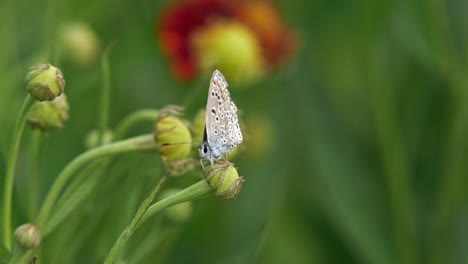 Kleiner-Brauner-Schmetterling,-Der-Auf-Einer-Geschlossenen-Blume-Sitzt,-Die-Vom-Wind-Geschüttelt-Wird