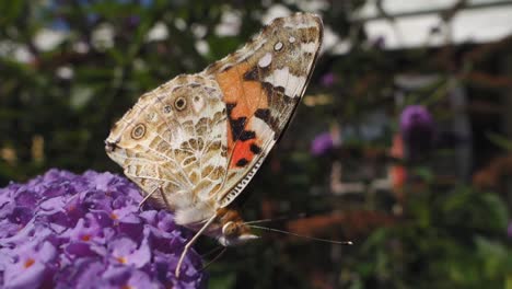 Schmetterling-Auf-Rosa-Blume-Im-Garten,-Extreme-Nahaufnahme,-Zeitlupe