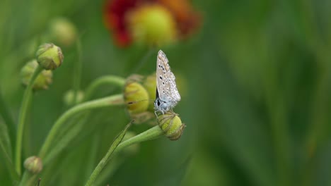 Kleiner-Brauner-Schmetterling,-Der-Auf-Einer-Geschlossenen-Blume-Sitzt,-Die-Vom-Wind-Geschüttelt-Wird