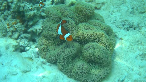 A-beautiful-slow-motion-under-water-scene-at-a-coral-reef-at-Perhentian-Island-in-Malaysia-with-fish-swimming-past-the-camera
