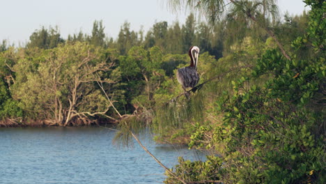 Brauner-Pelikan-Sitzt-In-Einem-Mangrovenbaum-In-Florida