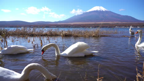 Swans-in-alake-diving-for-food