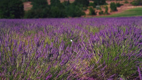 Slow-motion-scene-a-beautiful-Lavender-Field-in-the-famous-Provence-at-Côte-d'Azur-in-France