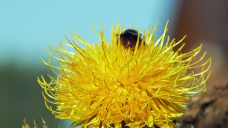 A-macro-closeup-shot-of-a-bumble-bee-on-a-yellow-flower-searching-for-food-and-flying-away