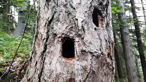 Round-woodpeacker-hole-in-the-trunk-of-the-tree
