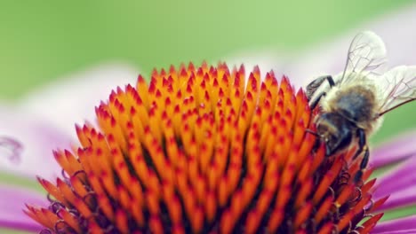 Eine-Makro-Nahaufnahme-Einer-Honigbiene,-Die-Nektar-Aus-Rosa-Und-Orangefarbenen-Sonnenhut-Sammelt