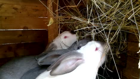 Few-fluffy-bunnies-eating-hay-in-a-wooden-cage