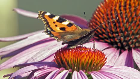 Small-tortoiseshell-butterfly-sits-on-purple-cone-flower-eating-pollen-and-pollinating-it
