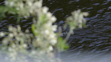 A-tracking-shot-of-a-pied-shag-as-it-swims-along-a-lake-before-submerging-behind-a-plant