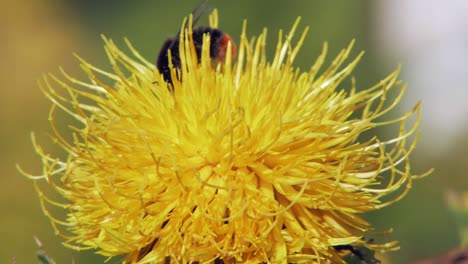 A-macro-closeup-shot-of-a-bumble-bee-landing-on-a-yellow-dandelion-flower-in-search-for-food