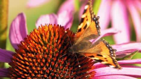 Kleiner-Schildpatt-Schmetterling-Frisst-Pollen-Von-Einer-Lila-Blume