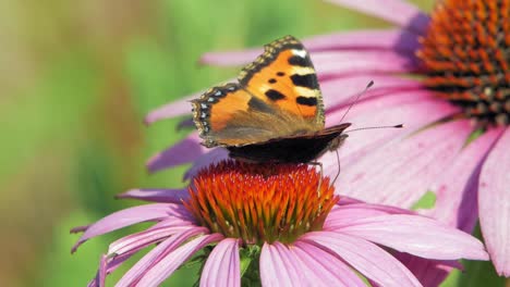 Kleiner-Schildpatt-Schmetterling-Frisst-Pollen-Von-Purpursonnenhut-Und-Fliegt-Davon