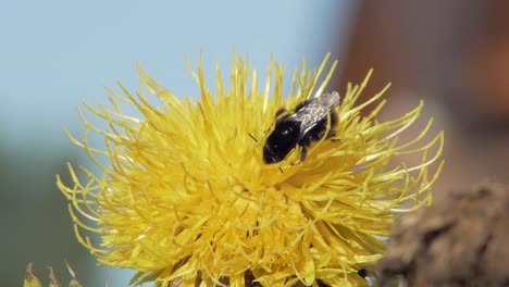 bumble-bee-pollinates-yellow-flower-and-flies-away