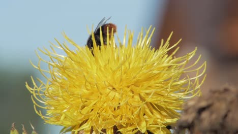 a-bumble-bee-lands-on-a-yellow-dandelion-flower-and-walks-on-it