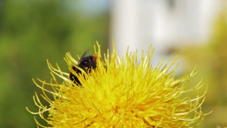 A-macro-close-up-shot-of-a-bumble-bee-on-a-yellow-flower-searching-for-food