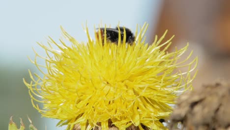 A-macro-long-shot-of-a-bumble-bee-on-a-yellow-flower-searching-for-food