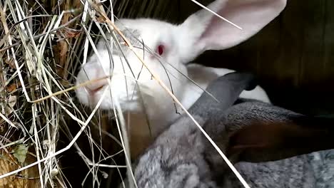 Silver-and-white-bunny-eating-hay-in-the-cage