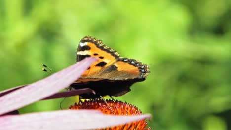 close-up-macro-shot-of-orange-Small-tortoiseshell-butterfly-sitting-on-purple-cone-flower-and-pollinating-it