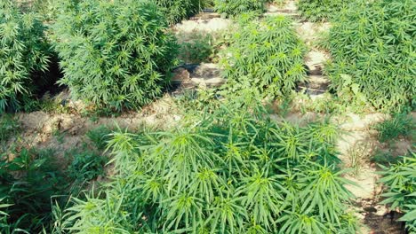 Tilt-up-shot-reveals-detail-of-hemp-plant-bush-leaves-growing-in-a-marijuana-field-in-Pennsylvania,-golden-light