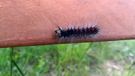 Huge-gypsy-moth-caterpillar-crawling-on-a-piece-of-wood-part-1