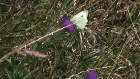 Ein-Kleiner-Gewöhnlicher-Weißer-Schmetterling,-Der-Sich-Auf-Einer-Distel-In-Der-Landschaft-Von-Rutland-Niederließ