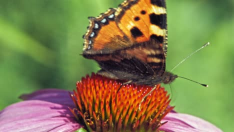 close-up-macro-shot-of-orange-Small-tortoiseshell-butterfly-sitting-on-purple-cone-flower,-eating-and-then-flying-away