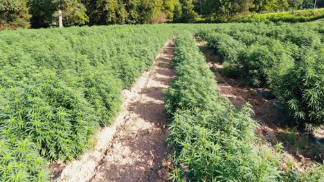 Slow-forward-dolly-shot-above-medical-marijuana-plants-growing-in-hemp-field-in-Lancaster,-Pennsylvania,-USA