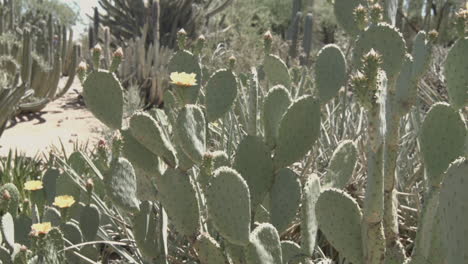 Hiking-past-a-sprawling-prickly-pear-cactus-with-flowers-in-full-sun-handheld-shot