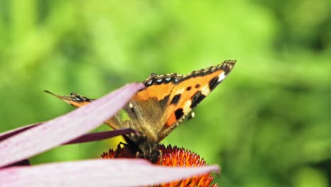 close-up-macro-shot-of-orange-Small-tortoiseshell-butterfly-sitting-on-purple-cone-flower-and-pollinating-it,-then-fkying-away