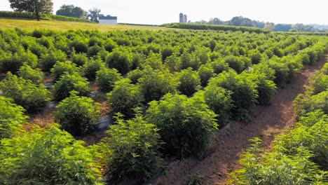 Aerial-tracking-shot-above-rows-of-industrial-hemp-legalized-marijuana-field-on-a-sunny-summer-afternoon